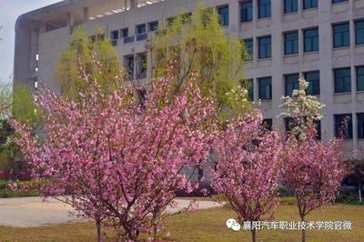 大美襄阳汽车职业技术学院邀您共赏最美人间四月花