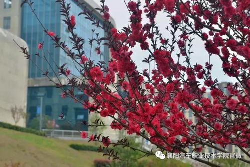 大美襄阳汽车职业技术学院 邀您共赏最美人间四月花